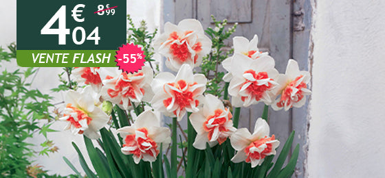 Les 10 Narcisses à fleurs doubles sont à -55% soit 4,04€ au lieu de 8,99€ !