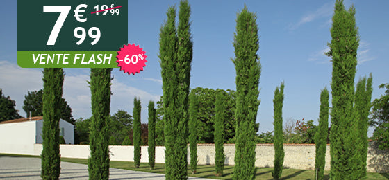 Le cypres Totem et à -60%