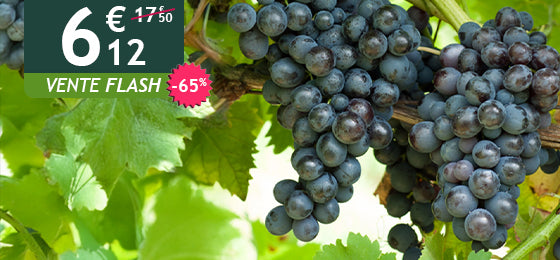 La vigne Muscat de Hambourg est à -65% soit 6.12€ au lieu de 17.50€ !