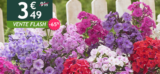 Pendant 2 jours, le lot de 5 Phlox paniculata est à -65% soit 3.49€ au lieu de 9.99€ !