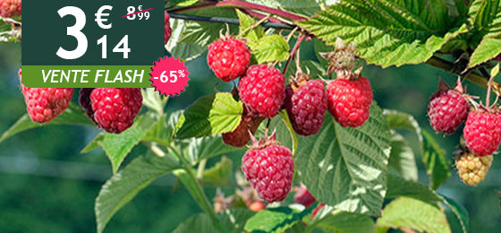 Le lot de 2 Framboisiers remontants Héritage est à -65% soit 3,14€ au lieu de 8,99€ pendant 2 jours !