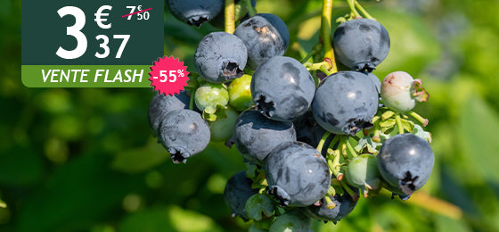 Le Myrtillier ‘Giant Patriot’ est à -55% soit 3,37€ au lieu de 7,50€ jusque demain !