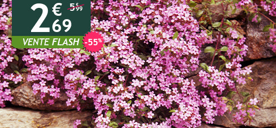 Le lot de 5 Saponaires ocymoides est à -55% soit 2.69€ au lieu de 5.99€ !
