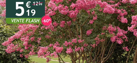 Le Lilas des Indes rose est à -60% pendant deux jours soit 5.19€ au lieu de 12.99€ !