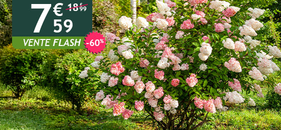 L'hortensia paniculé est à -60% soit 7,59€ au lieu de 18,99€ !