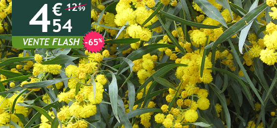 Le mimosa des 4 saisons est à -65% soit 4,54€ au lieu de 12,99€ !