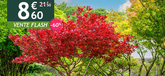 L'érable pourpre du Japon est à -60% soit 8,60€ au lieu de 21,50€ !