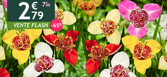 Le lot de 20 œils de paon est à -65% soit 2,79€ au lieu de 7,99€ !