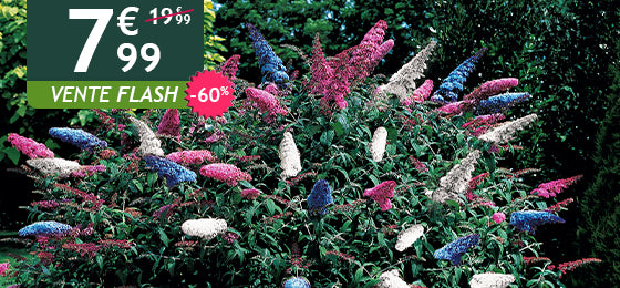 L'arbre à papillon tricolore est à -60% soit 7,99€ au lieu de 19,99€ !