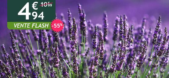 Le lot de 2 lavandes bleues est à -55% soit 4,94€ au lieu de 10,99€ !