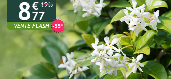 Le jasmin étoilé est à -55% soit 8,77€ au lieu de 19,50€ !
