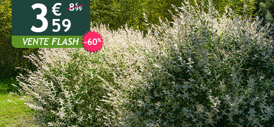 Le saule crevette en buisson est à -60% soit 3,59€ au lieu de 8,99€ !