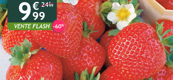 Le lot de 20 fraisiers remontants
est à -60% soit 9,99€ au lieu de 24,99€ !
