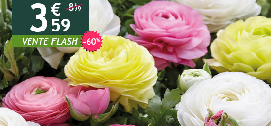 Le lot de 30 renoncules pastel est à -60% soit 3,59€ au lieu de 8,99€ !