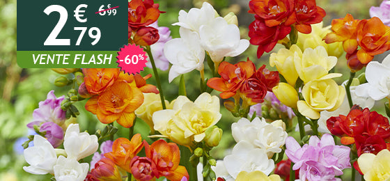 Le lot de 25 freesias à fleurs doubles
est à -60% soit 2,79€ au lieu de 6,99€ !