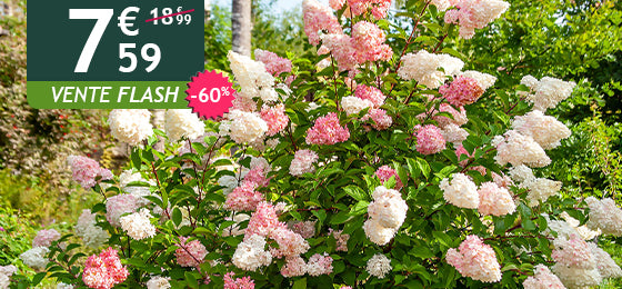 L'Hortensia paniculé Vanille Fraise est à -60% soit 7,59€ au lieu de 18,99€ !