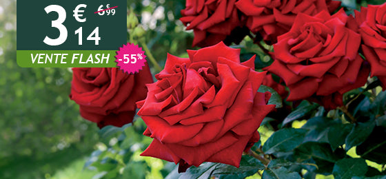 Le rosier buisson rouge vif est à -55% soit 3,14€ au lieu de 6,99€ !