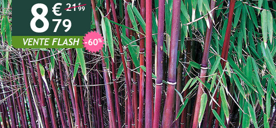 Le bambou à cannes rouges est à -60% soit 8,79€ au lieu de 21,99€ !