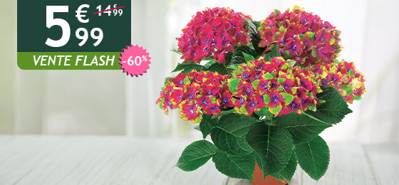 L'hortensia Saxon est à -60% soit 5,99€ au lieu de 14,99€ !