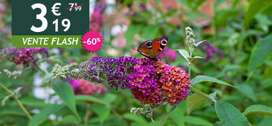 L'arbre à papillons Flower Power est à -60% soit 3,19€ au lieu de 7,99€ !