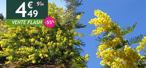 Le Mimosa d'hiver est à -55% soit 4,49€ au lieu de 9,99€ !