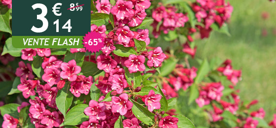 Le Weigelia Bristol Ruby est à -65% soit 3,14€ au lieu de 8,99€ !