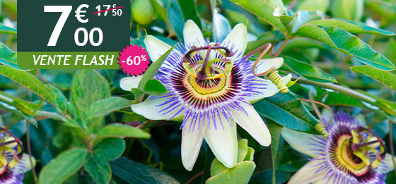 La Passiflore Bleue est à -60% soit 7.00€ au lieu de 17.50€ pendant deux jours !