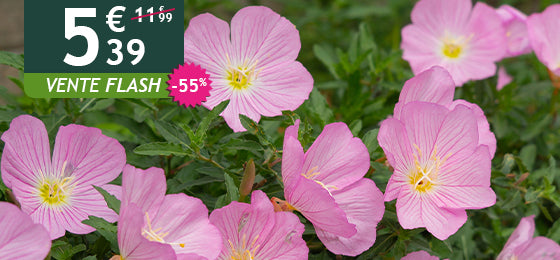 Le lot de 2 oenothères roses est à -55% soit 5,9€ au lieu de 11,99€ pendant 48h !