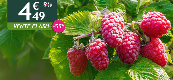 Le lot de 2 Framboisiers remontants Versailles est à -55% soit 4,49€ au lieu de 9,99€ !