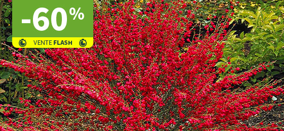 Le Genêt Boskoop Ruby à -60% !