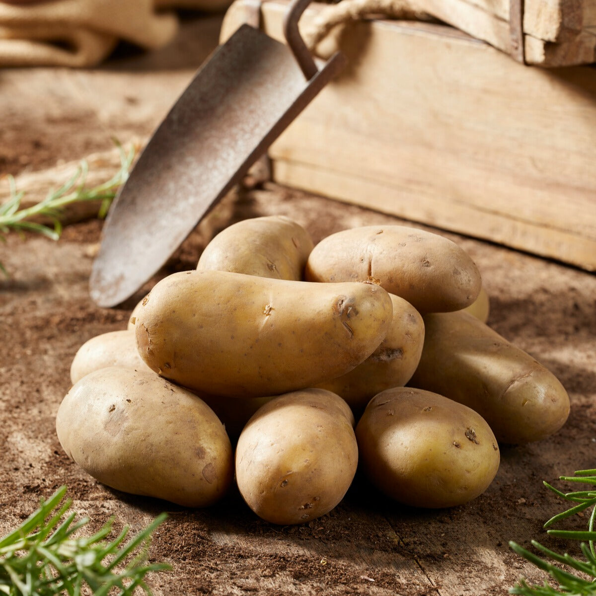 25 Pommes de terre Amandine - Solanum tuberosum amandine - Willemse