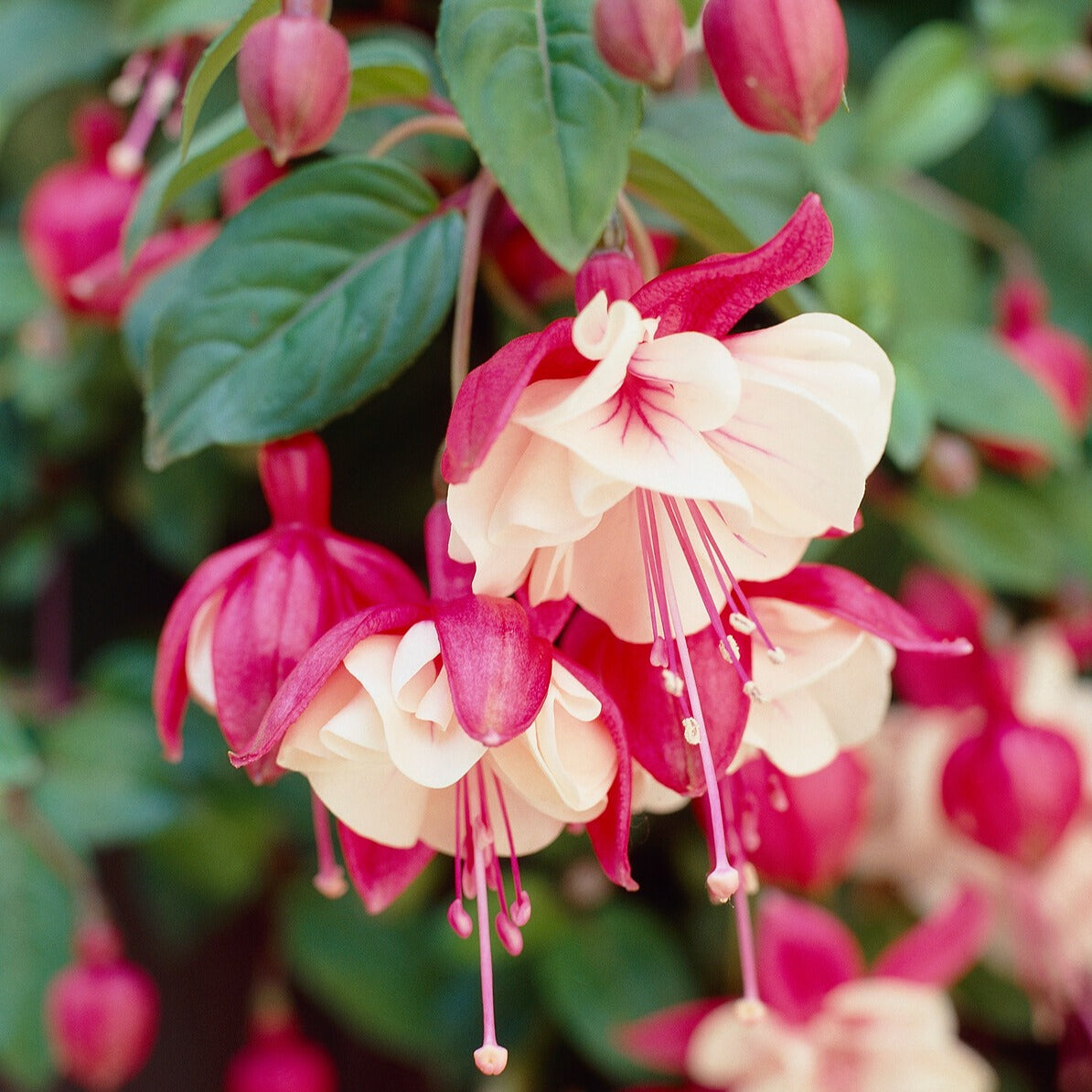 3 Fuchsias retombants Swingtime - Fuchsia Swingtime - Willemse