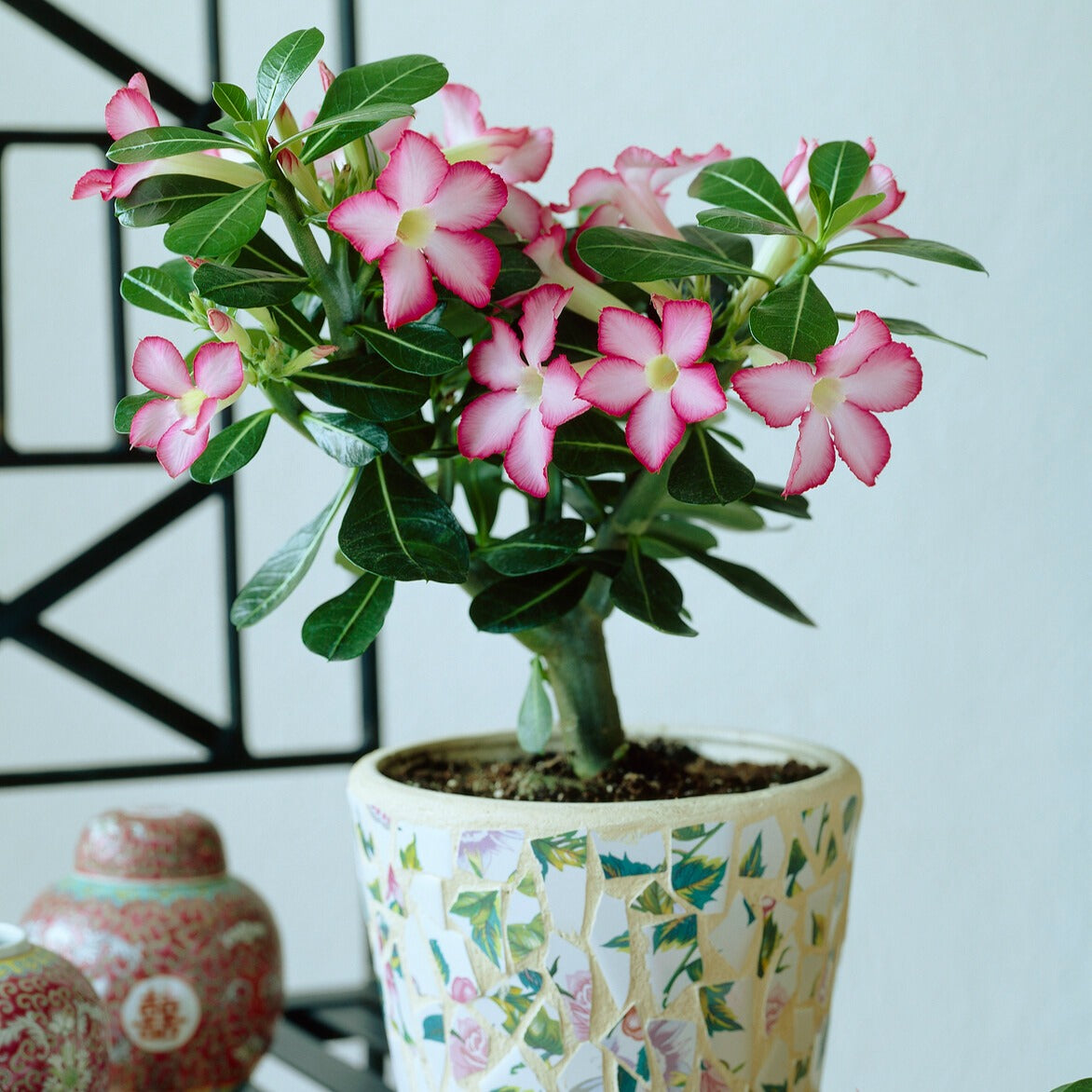 Rose du désert - Adenium obesum - Willemse