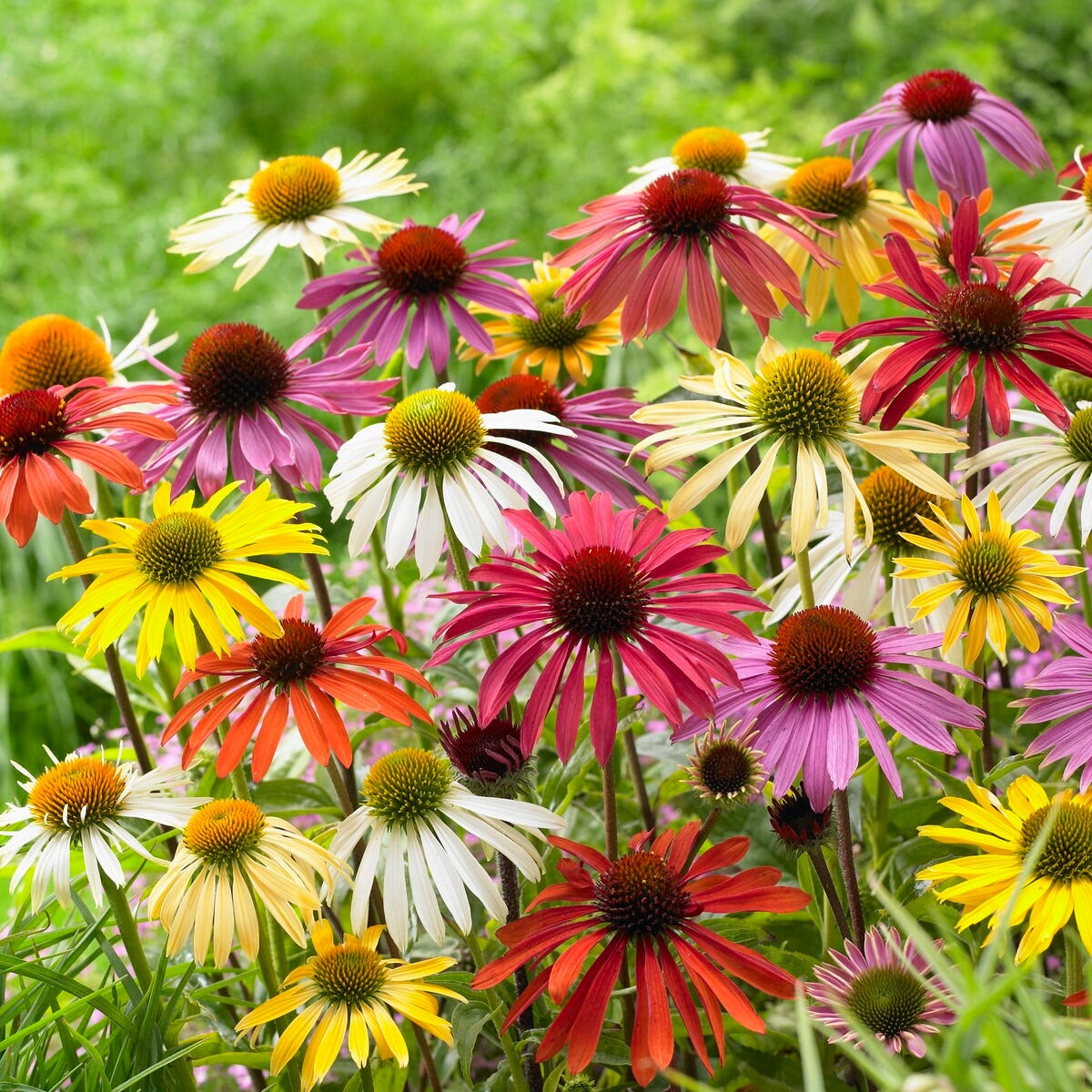 5 Marguerites papillon en mélange - Echinacea butterfly - Willemse