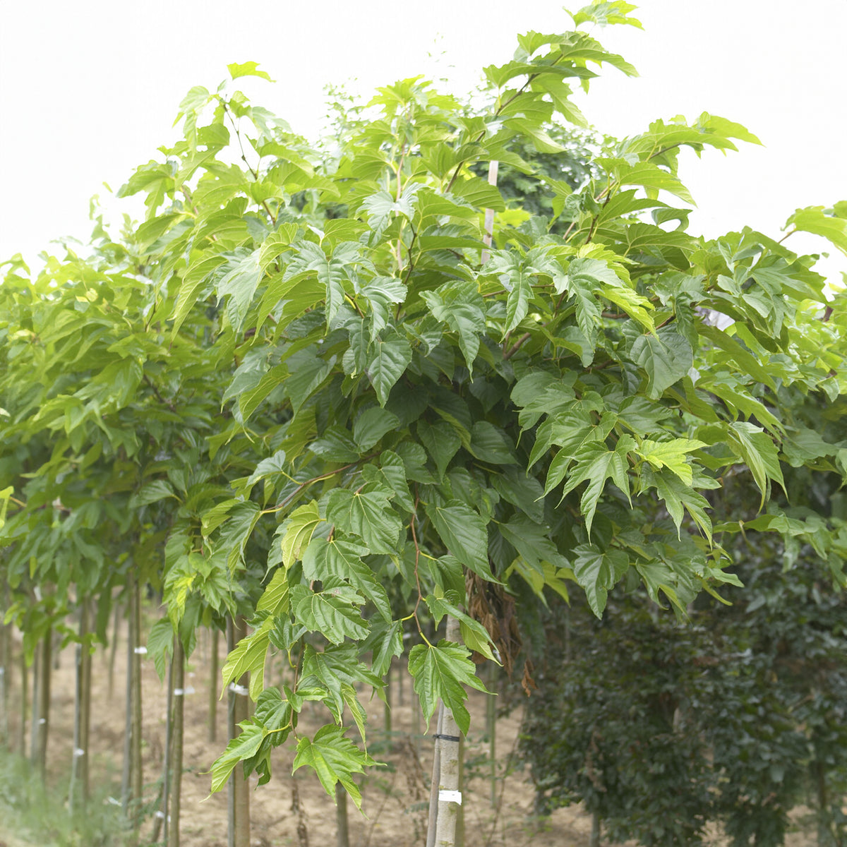 Mûrier à grandes feuilles - Morus alba macrophylla