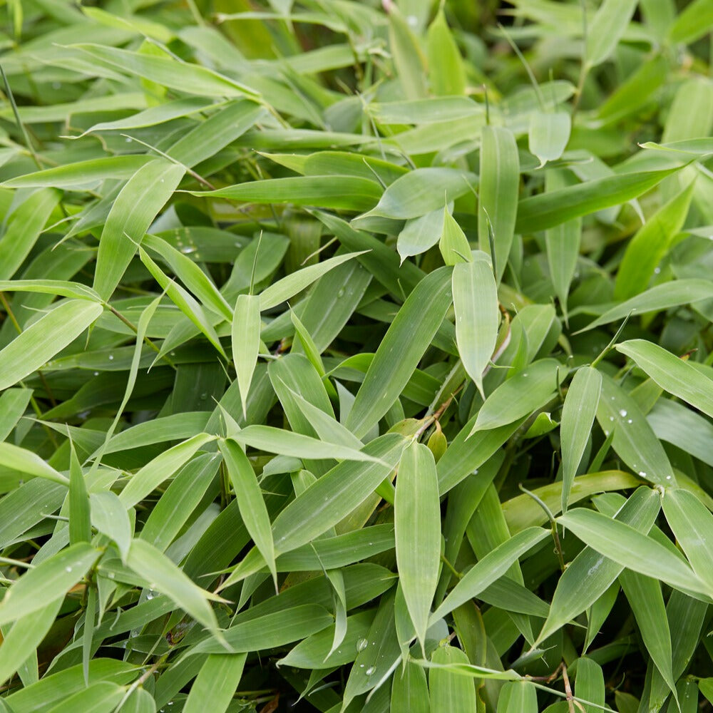 Bambou vert non-traçant - Arundinaria murielae