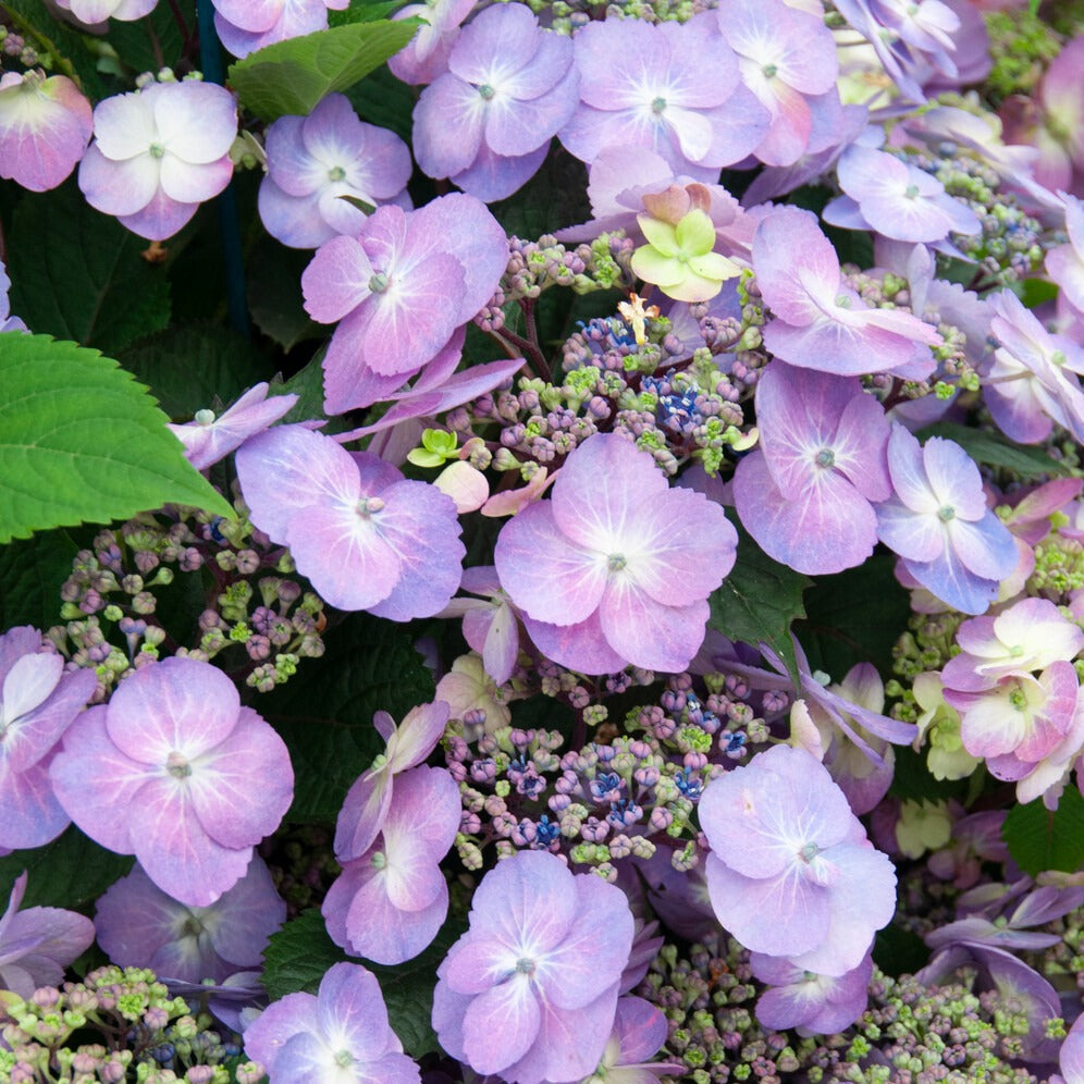 Hortensia Blueberry Cheesecake - Hydrangea macrophylla Blueberry Cheesecake - Willemse