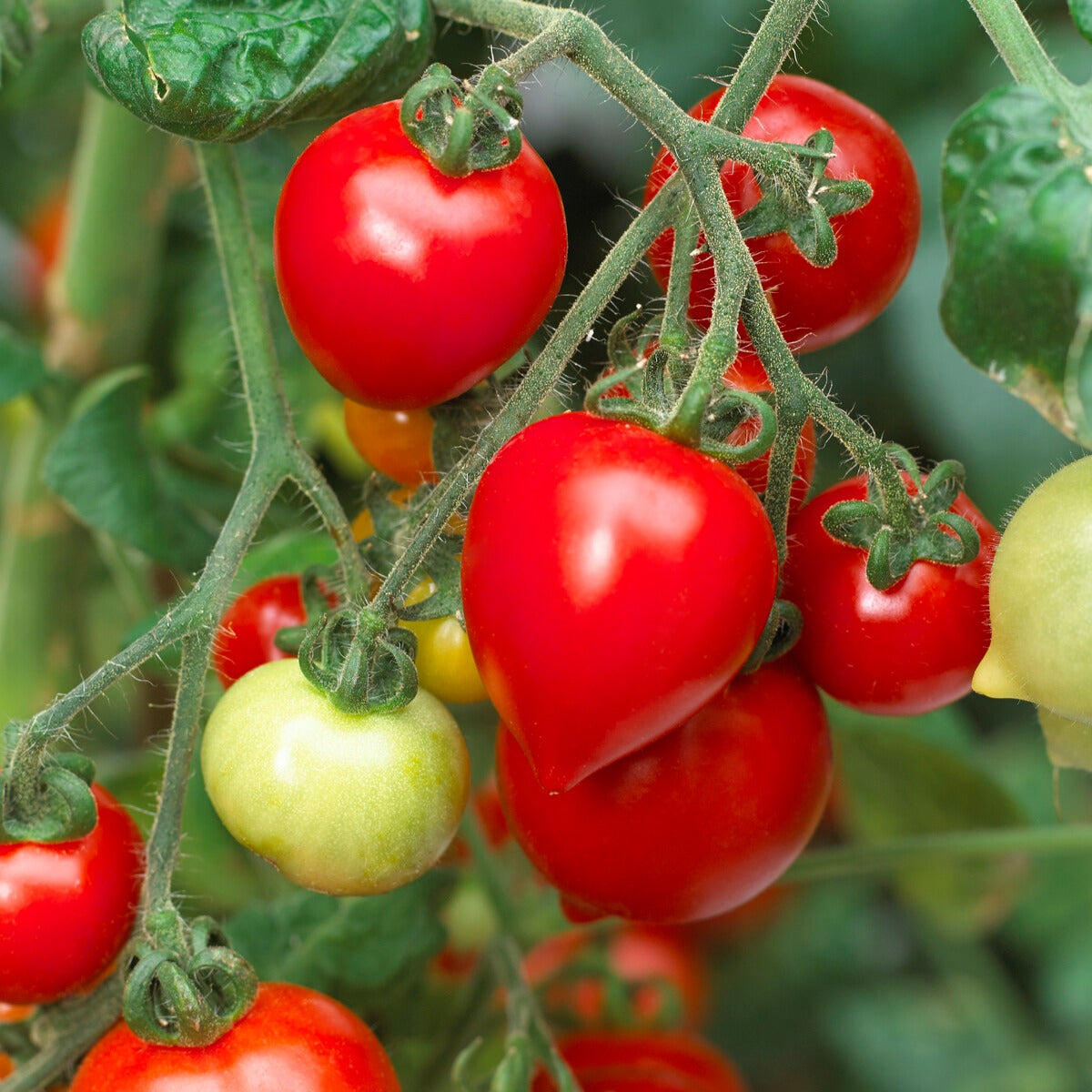 Tomate cerise Coeur d'amour