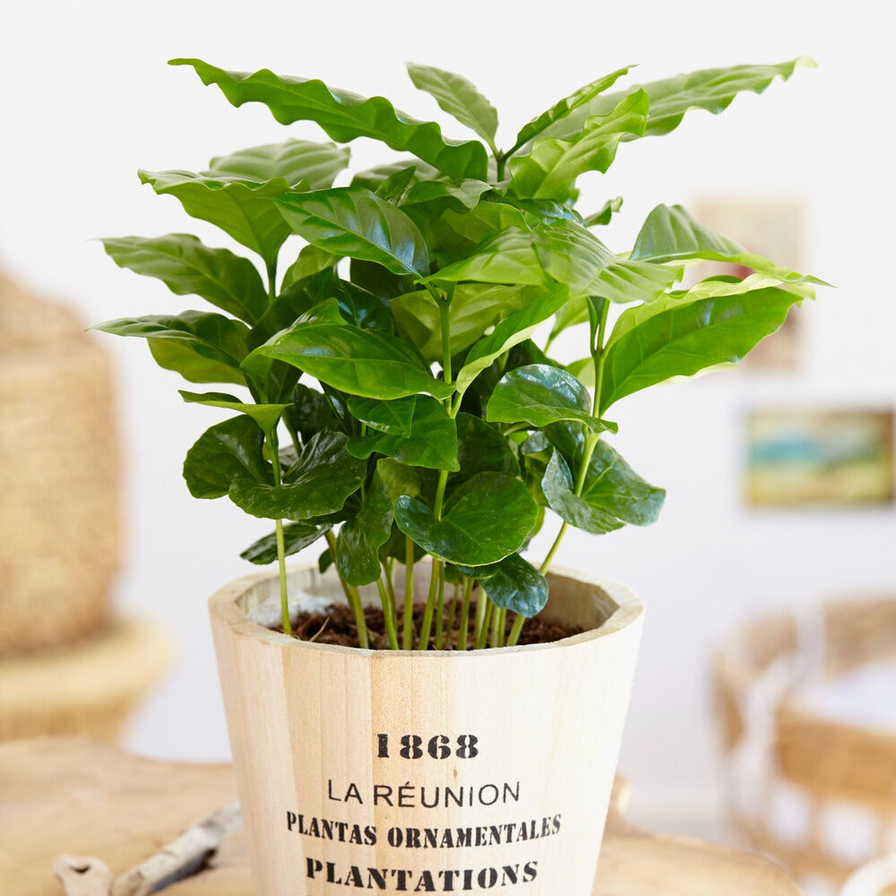 decoris planter glazed terracotta Terra Cotta Planter