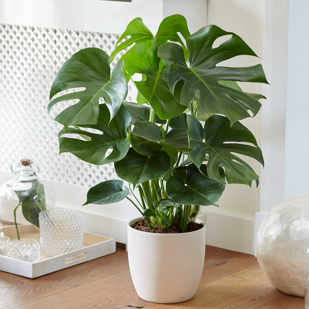 Philodendron Monstera deliciosa - Monstera deliciosa - Willemse