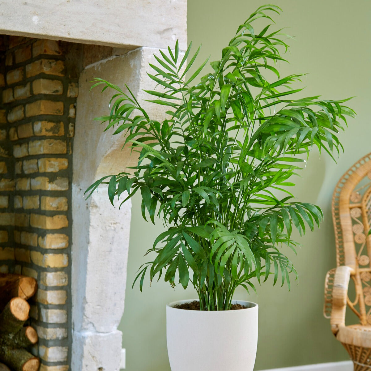 Palmier nain - Palmier des montagnes - Chamaedorea elegans - Willemse