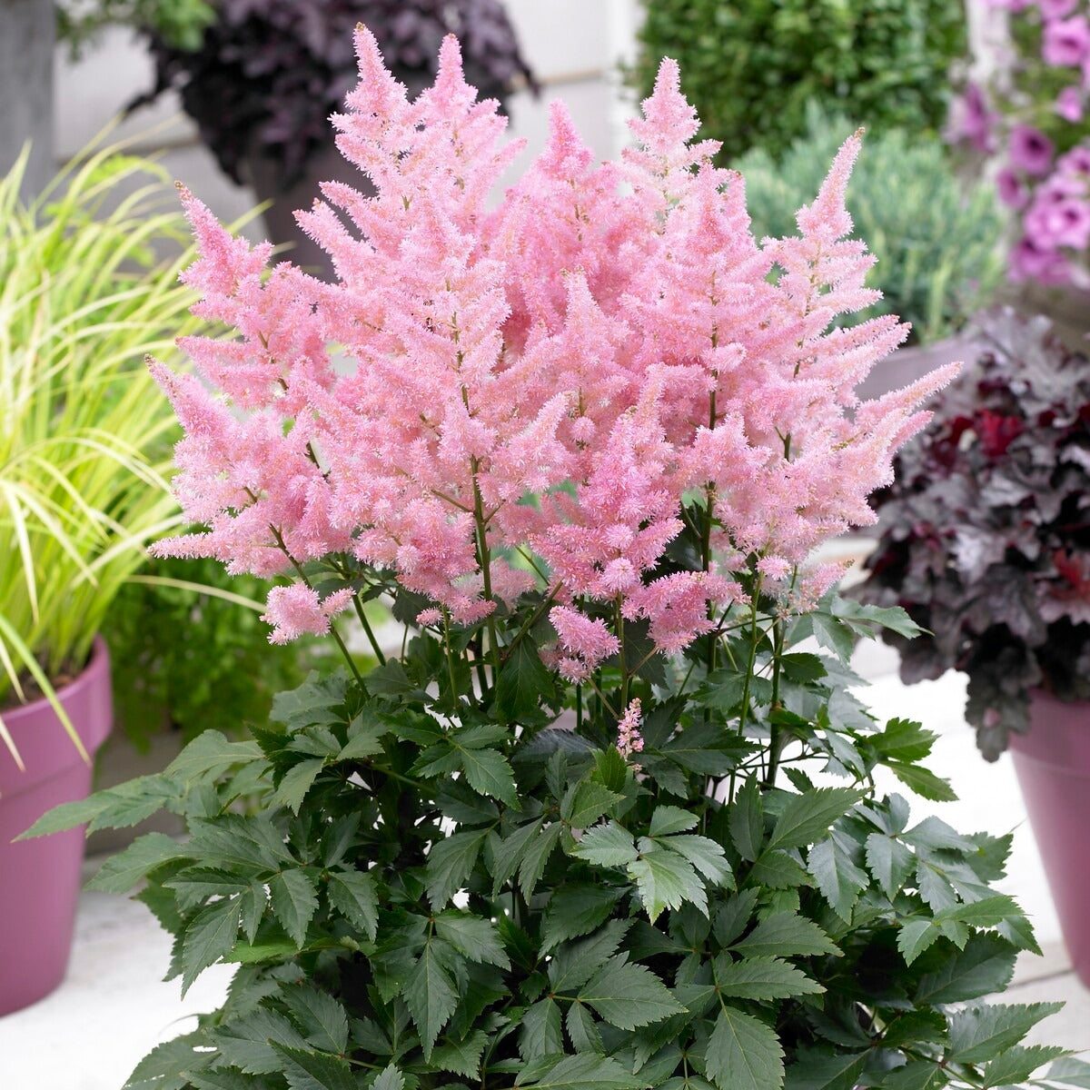 3 Astilbes Nouvelle vague - Astilbe new wave - Willemse