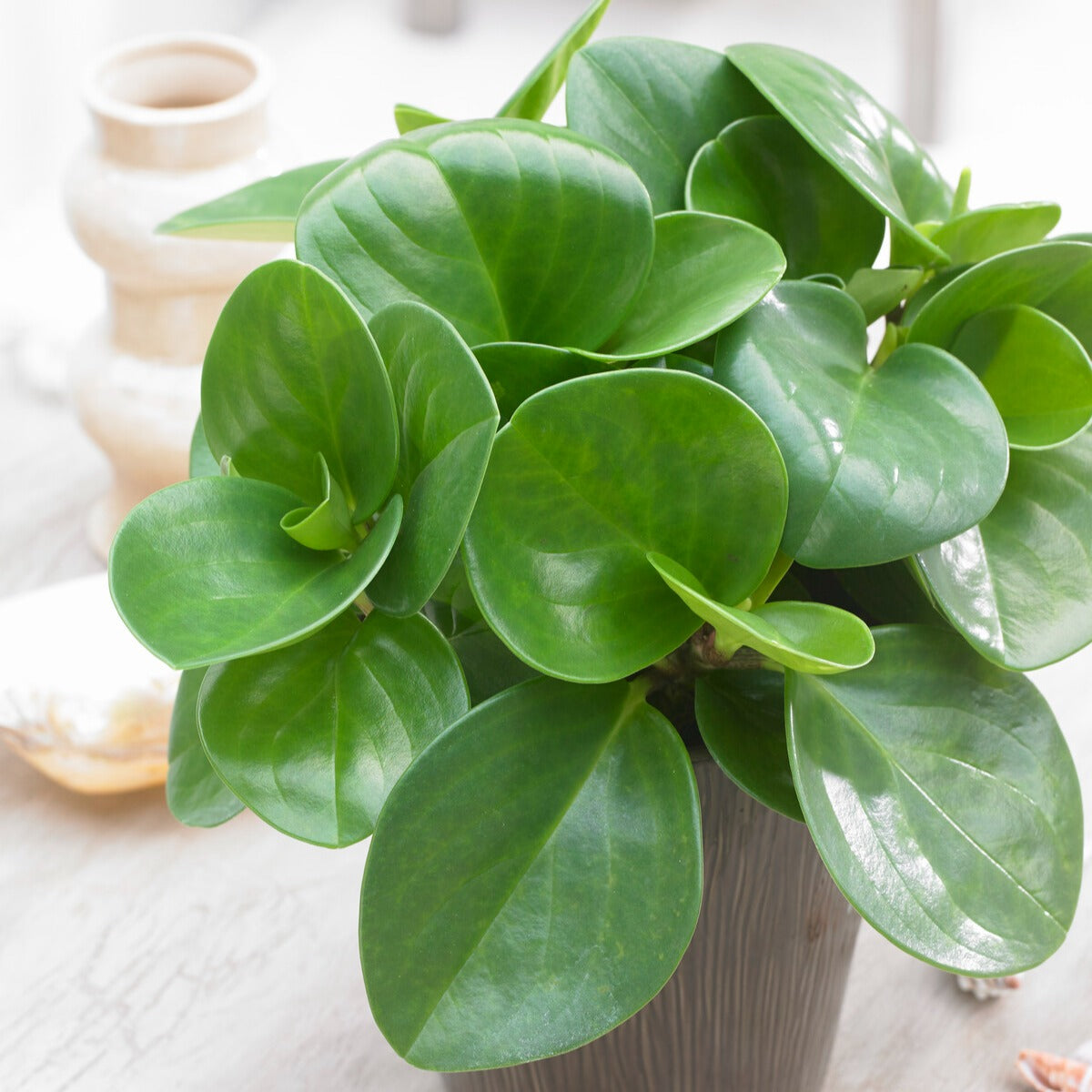 Peperomia Green - Peperomia green - Willemse