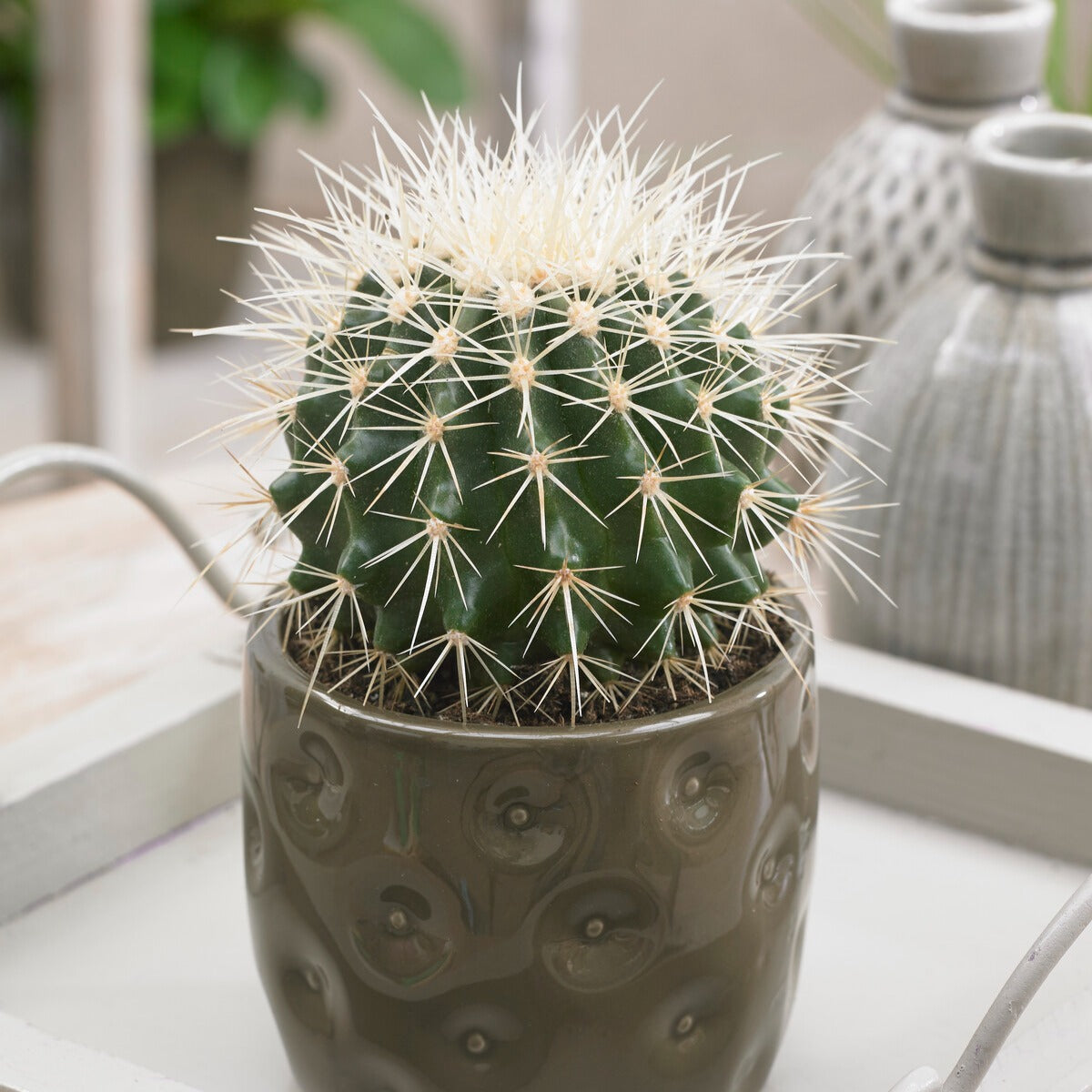 Coussin de bellemère Cactus Echinocactus grusonii — free download