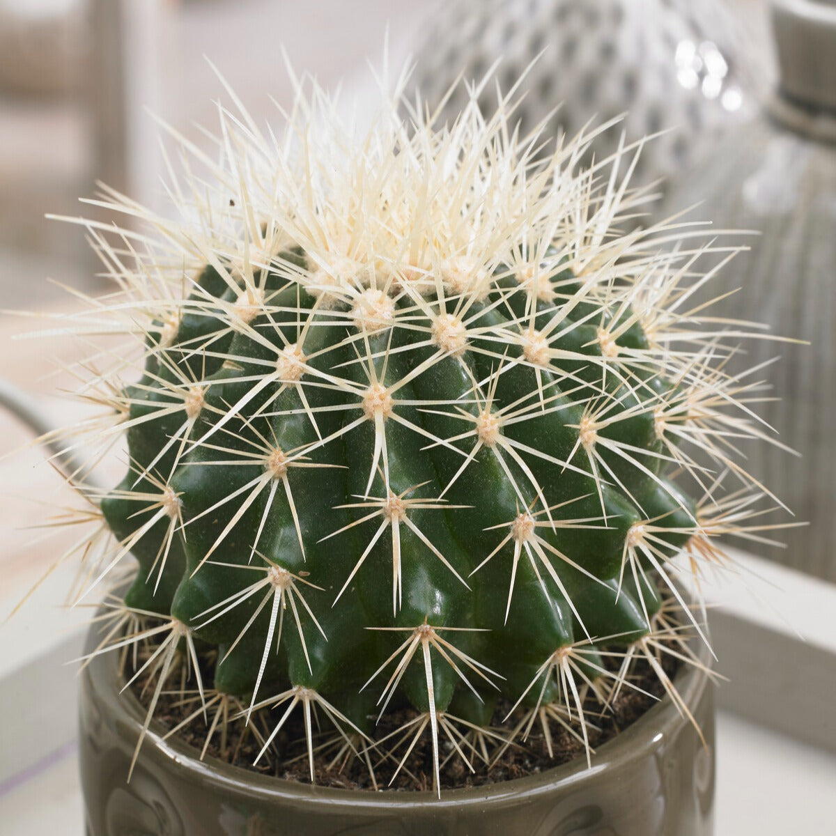 Coussin de belle-mère - Cactus Echinocactus grusonii - Willemse
