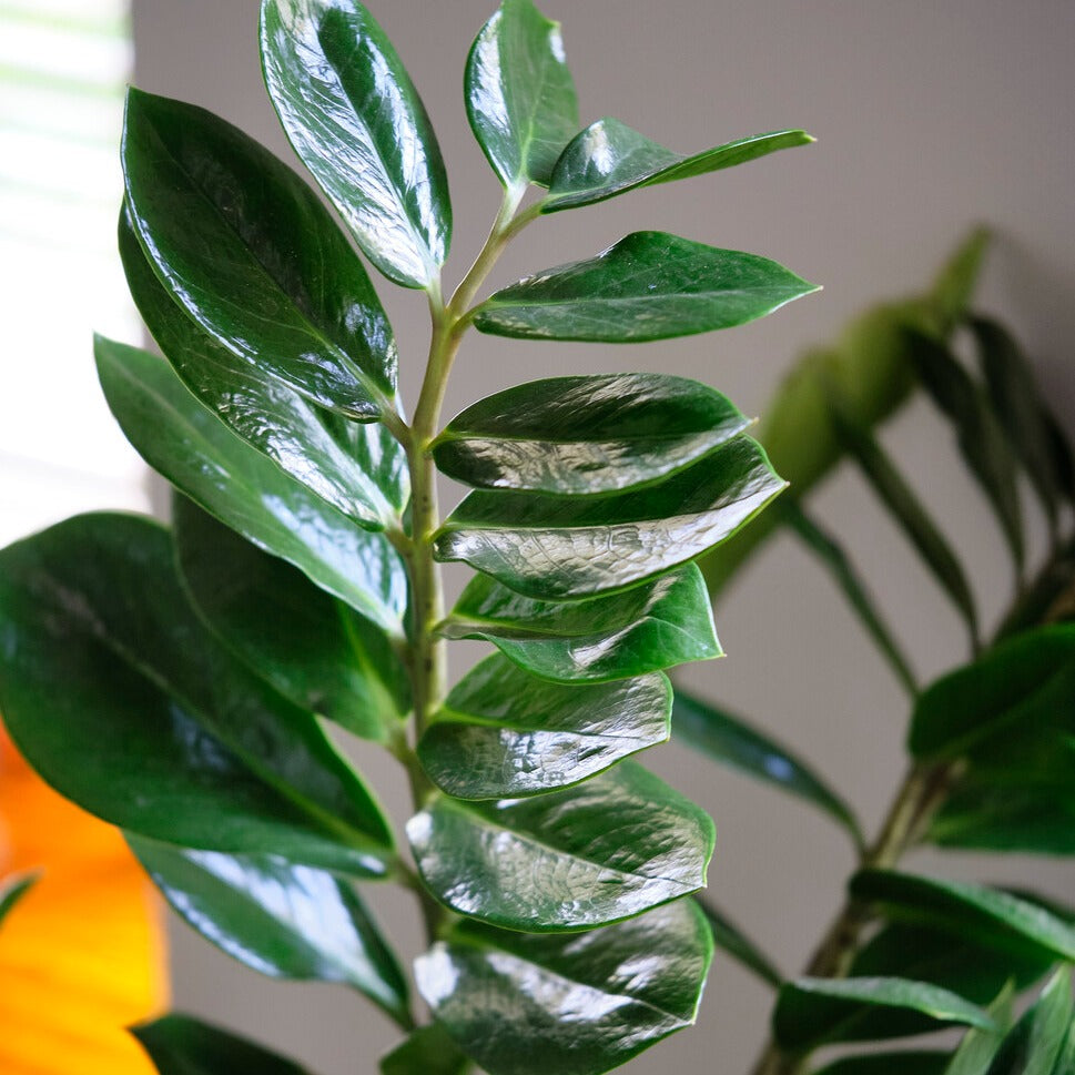 Zamioculcas