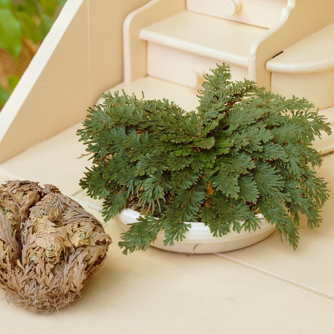Rose de Jericho - Selaginella lepidophylla - Willemse