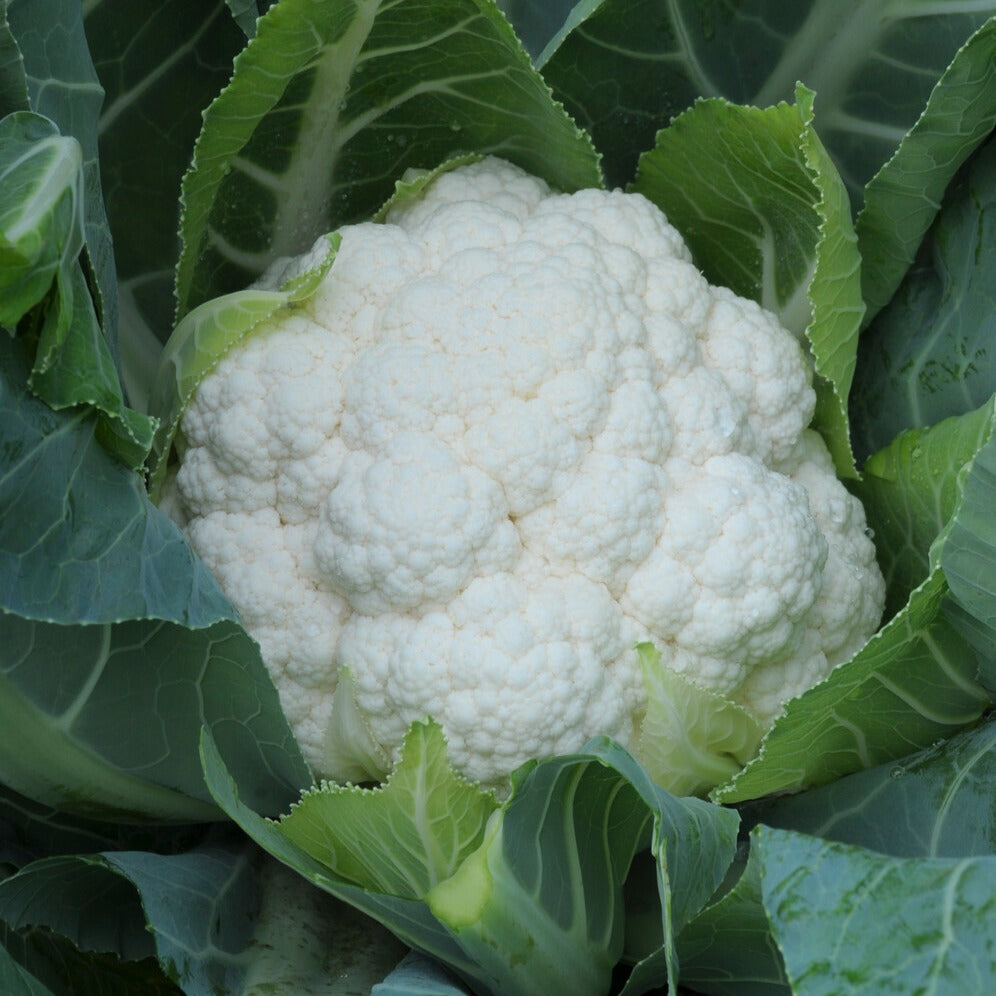 Chou-fleur Fremont F1 - Brassica oleracea fremont f1 - Willemse