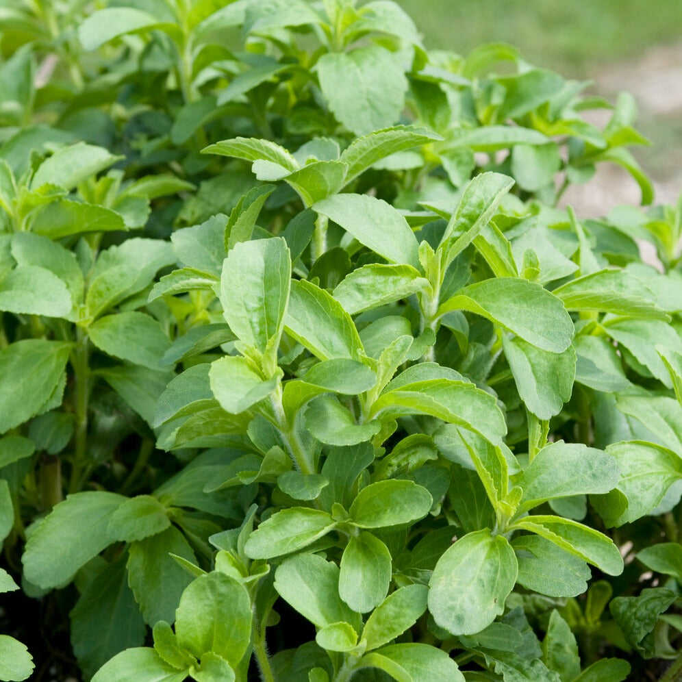 Stevia - Herbe à sucre