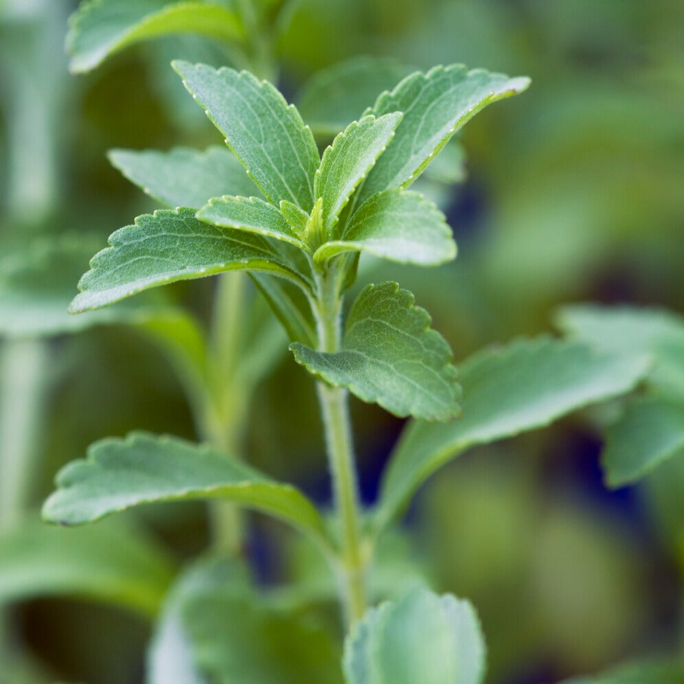 Stevia - Herbe à sucre